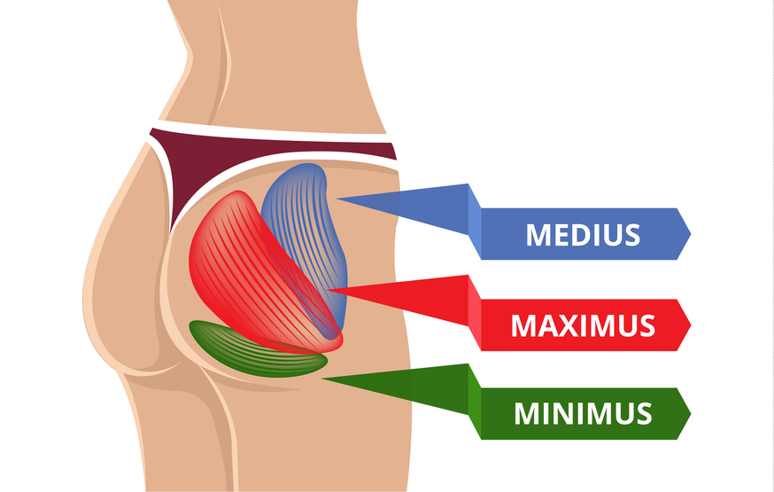 infografia gluteo mayor